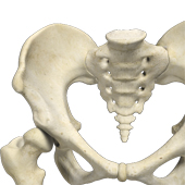 Adult Hip Dysplasia